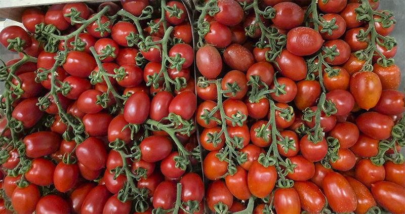 Pomodoro Pixel - Sicilia - 3,80/4,20 euro al chilogrammo